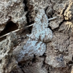 Didymoctenia exsuperata (Thick-lined Bark Moth) at Campbell, ACT - 10 Jan 2024 by Pirom