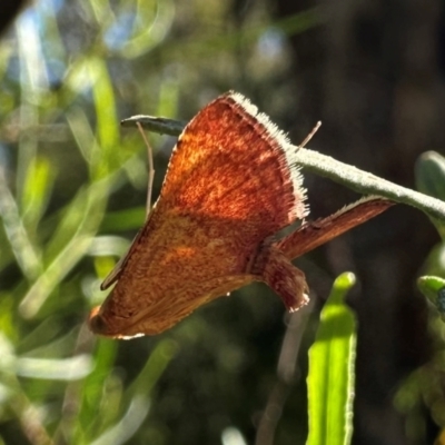 Endotricha pyrosalis (A Pyralid moth) at Mount Ainslie - 10 Jan 2024 by Pirom
