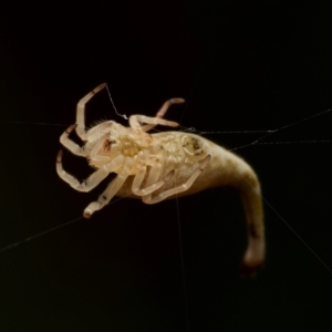 Arachnura higginsi at Marrickville, NSW - 16 Jan 2024