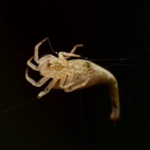 Arachnura higginsi at Marrickville, NSW - 16 Jan 2024 12:24 PM