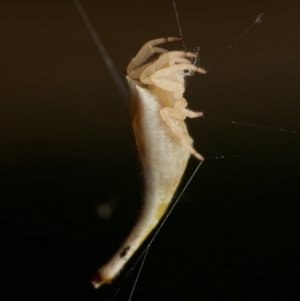 Arachnura higginsi at Marrickville, NSW - 16 Jan 2024