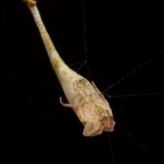 Arachnura higginsi at Marrickville, NSW - 16 Jan 2024