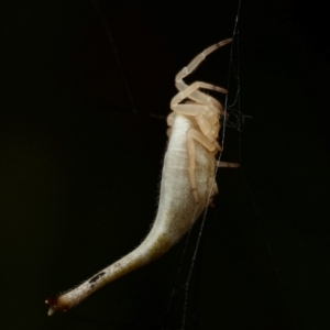 Arachnura higginsi at Marrickville, NSW - 16 Jan 2024 12:24 PM