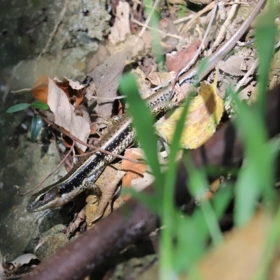 Eulamprus quoyii (Eastern Water Skink) at Shortland, NSW - 17 Sep 2022 by Tammy
