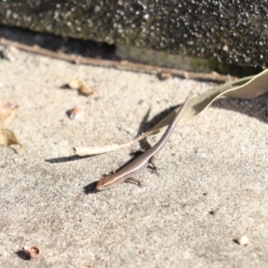 Lampropholis delicata at Mosman, NSW - 28 May 2022 11:24 AM