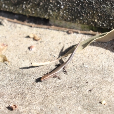 Lampropholis delicata (Delicate Skink) at Mosman, NSW - 28 May 2022 by Tammy