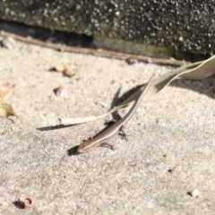 Lampropholis delicata (Delicate Skink) at Mosman, NSW - 28 May 2022 by Tammy