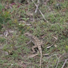 Amphibolurus muricatus (Jacky Lizard) at Booderee National Park - 9 Mar 2020 by Tammy