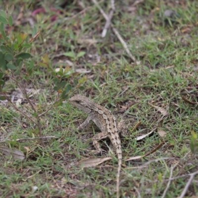 Amphibolurus muricatus (Jacky Lizard) at Jervis Bay, JBT - 9 Mar 2020 by Tammy