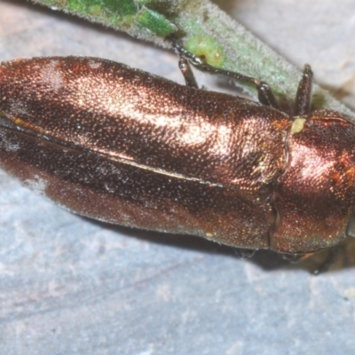 Diphucrania marmorata (Jewel beetle) at QPRC LGA - 27 Feb 2023 by Harrisi