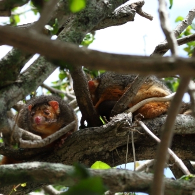 Pseudocheirus peregrinus (Common Ringtail Possum) at Wynnum, QLD - 15 Jan 2024 by TimL