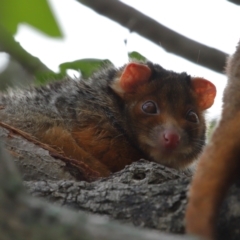 Pseudocheirus peregrinus at Wynnum, QLD - 16 Jan 2024