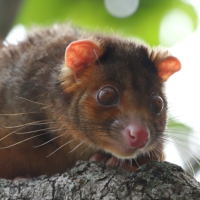 Pseudocheirus peregrinus (Common Ringtail Possum) at Wynnum, QLD - 16 Jan 2024 by TimL