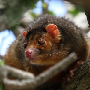 Pseudocheirus peregrinus at Wynnum, QLD - 16 Jan 2024