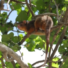 Pseudocheirus peregrinus at Wynnum, QLD - 16 Jan 2024