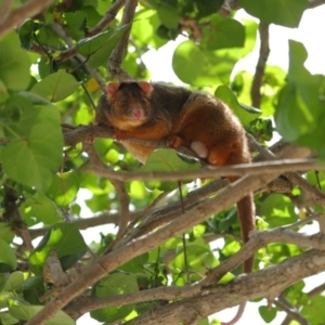 Pseudocheirus peregrinus at Wynnum, QLD - 16 Jan 2024