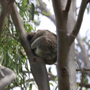 Phascolarctos cinereus at Ormiston, QLD - 13 Jan 2024