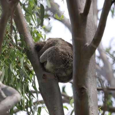 Phascolarctos cinereus (Koala) at Ormiston, QLD - 13 Jan 2024 by TimL