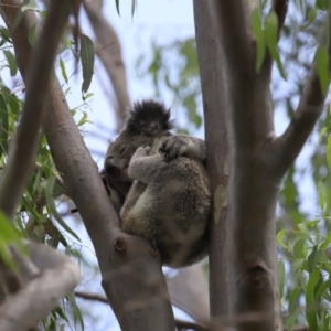 Phascolarctos cinereus at Ormiston, QLD - 13 Jan 2024