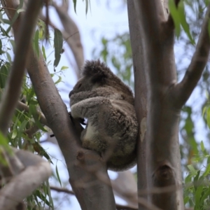 Phascolarctos cinereus at Ormiston, QLD - 13 Jan 2024