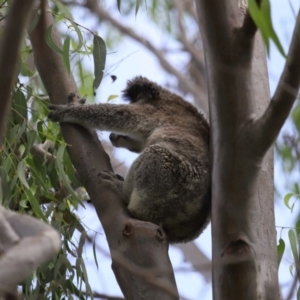 Phascolarctos cinereus at Ormiston, QLD - 13 Jan 2024