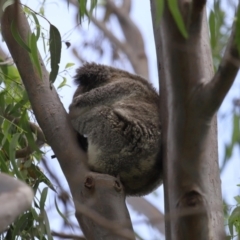 Phascolarctos cinereus at Ormiston, QLD - 13 Jan 2024