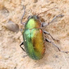 Edusella sp. (genus) (A leaf beetle) at ANBG - 2 Dec 2023 by ConBoekel