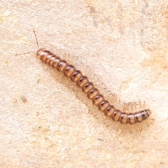 Paradoxosomatidae sp. (family) (Millipede) at ANBG - 1 Dec 2023 by ConBoekel