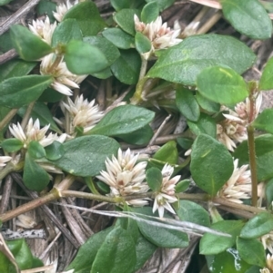 Alternanthera sp. A Flora of NSW (M. Gray 5187) J. Palmer at Rob Roy Range - 16 Jan 2024