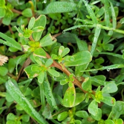 Portulaca oleracea (Munyeroo ,Pigweed, Purslane) at Crace Grasslands - 17 Jan 2024 by trevorpreston