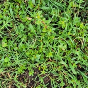 Portulaca oleracea at Crace Grasslands - 17 Jan 2024 08:27 AM