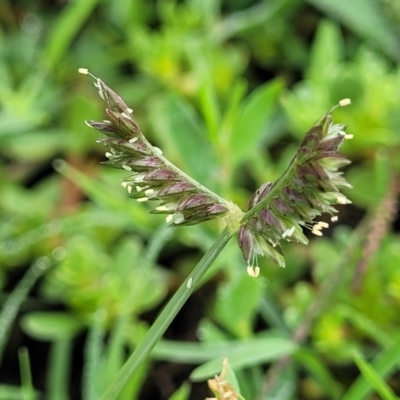 Eleusine tristachya (Goose Grass, Crab Grass, American Crows-Foot Grass) at Mitchell, ACT - 16 Jan 2024 by trevorpreston