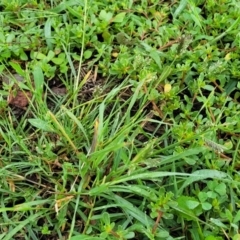 Eleusine tristachya at Crace Grasslands - 17 Jan 2024