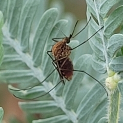 Culicidae (family) (A mosquito) at Mitchell, ACT - 16 Jan 2024 by trevorpreston