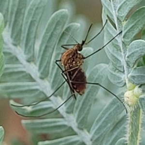 Culicidae (family) at Crace Grasslands - 17 Jan 2024 08:24 AM