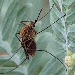 Culicidae (family) at Crace Grasslands - 17 Jan 2024 08:24 AM