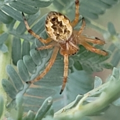 Araneus hamiltoni (Hamilton's Orb Weaver) at Mitchell, ACT - 16 Jan 2024 by trevorpreston