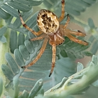 Araneus hamiltoni (Hamilton's Orb Weaver) at Crace Grasslands - 16 Jan 2024 by trevorpreston