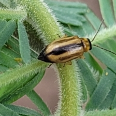 Monolepta froggatti (Leaf beetle) at Crace Grasslands - 16 Jan 2024 by trevorpreston