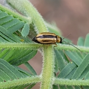 Monolepta froggatti at Crace Grasslands - 17 Jan 2024 08:22 AM