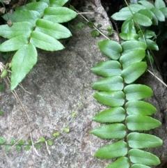 Pellaea calidirupium (Hot Rock Fern) at Conder, ACT - 15 Jan 2024 by JaneR