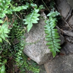 Pellaea calidirupium at Rob Roy Range - 16 Jan 2024