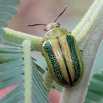 Calomela vittata (Acacia leaf beetle) at Crace Grasslands - 16 Jan 2024 by trevorpreston