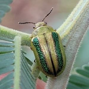 Calomela vittata at Crace Grasslands - 17 Jan 2024