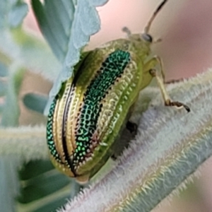 Calomela vittata at Crace Grasslands - 17 Jan 2024