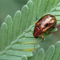 Rhyparida sp. (genus) (Leaf beetle) at Crace Grasslands - 17 Jan 2024 by trevorpreston