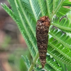 Psychidae (family) IMMATURE (Unidentified case moth or bagworm) at Mitchell, ACT - 16 Jan 2024 by trevorpreston