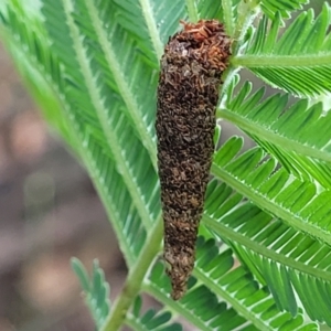 Psychidae (family) IMMATURE at Crace Grasslands - 17 Jan 2024 08:18 AM