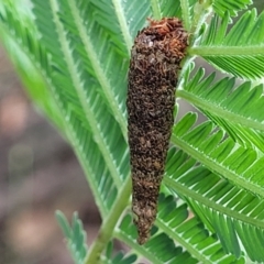 Psychidae (family) IMMATURE at Crace Grasslands - 17 Jan 2024 08:18 AM