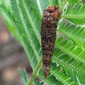 Psychidae (family) IMMATURE at Crace Grasslands - 17 Jan 2024